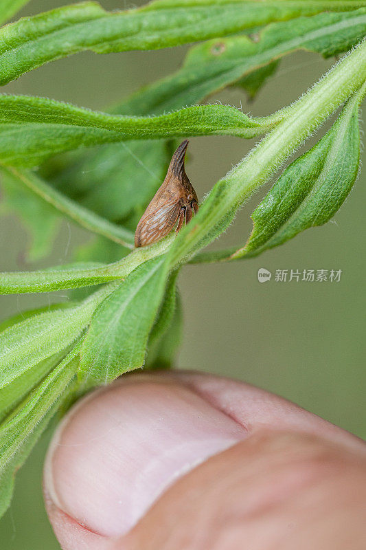 马齿苋(马齿苋)。Wide-footed Treehopper